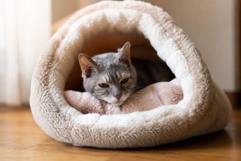 Préparer une cabane douillette pour chat âgé ou convalescent